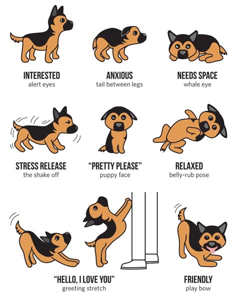 A Guide To Your Pets Body Language American Lifestyle Magazine