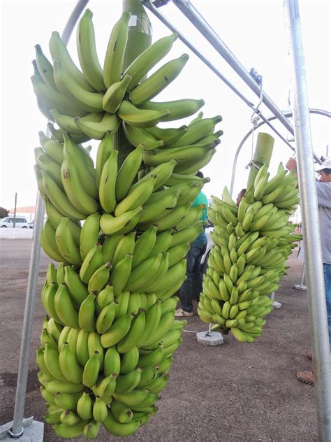 Produtores SÃo Premiados Em 1º Concurso De Cacho De Banana Realizado Na