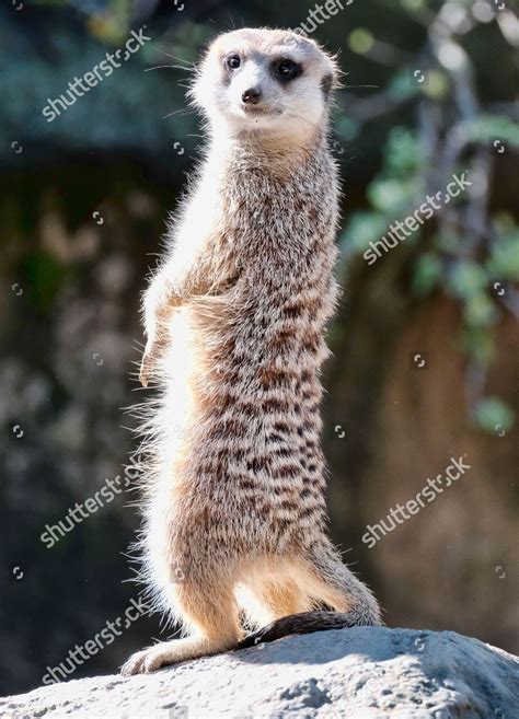 Meerkat Sunning Itself Looks Out Meerkat Editorial Stock Photo Stock