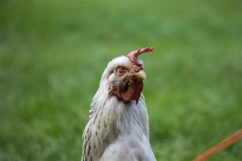 Free Stock Photo Of Chicken Closeup Farm