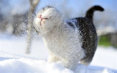 41 Funny Winter Animal Wallpaper Wallpapersafari