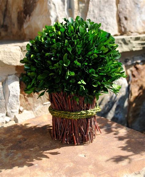 Add this vivid green ball, covered in real boxwood leaves, preserved to lock in the beauty of the leaves. Large Boxwood bouquet~preserved boxwood topiary~boxwood ...