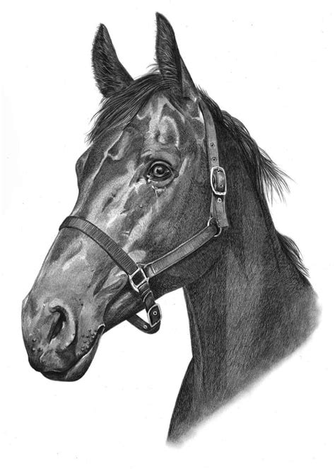 Horse Drawings By Angela Of Pencil Sketch Portraits