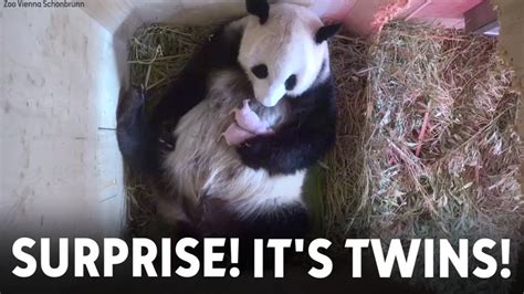 surprise twins giant panda gives birth to two cubs in austria abc11 raleigh durham