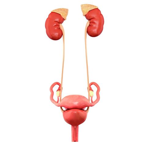 Female Reproductive System Photograph By Pixologicstudio Science Photo