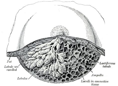 Anatomy Of The Mammary Gland