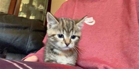 Tabby Kittens For Sale In Brechin Angus Gumtree
