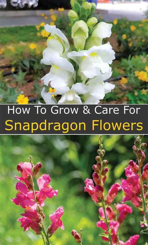 Snapdragon Care How To Grow And Care For Snapdragon Flowers Hort Zone