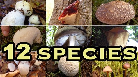 Mushroom Foraging Youtube