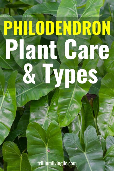 How To Grow And Care For A Tree Philodendron Artofit
