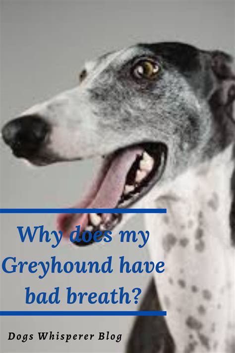 Why Does My Greyhound Have Bad Breath Bad Breath Greyhound Breathe
