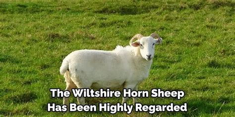 Wiltshire Horn Spiritual Meaning Symbolism And Totem 2024