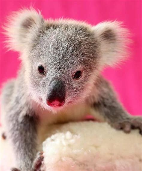 Koalabay On Instagram Pink Koala 🌸💓 Koalas Koalabear Cuteness