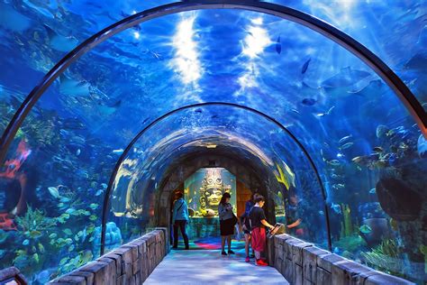 Things To Do In New Orleans Aquarium Aquarium Views