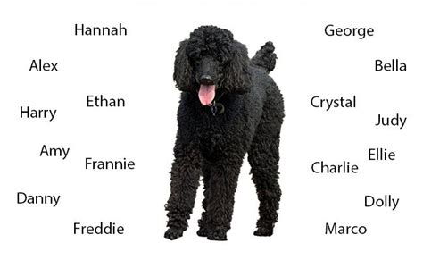 Poodles Complete Dog Breed Information And Training Tips