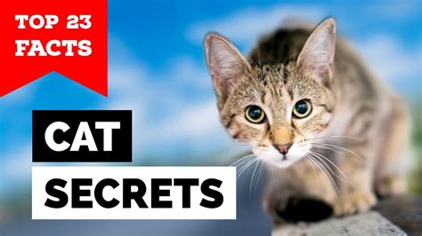 23 Secrets Your Cat Knows About You Youtube