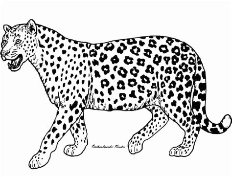 Realistic Cheetah Coloring Pages At Free Printable