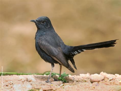 Black Scrub Robin | KuwaitBirds.org