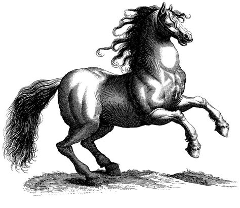 Rearing Horse Engraving By Joannes Jonstonus Circa 1678 Flickr