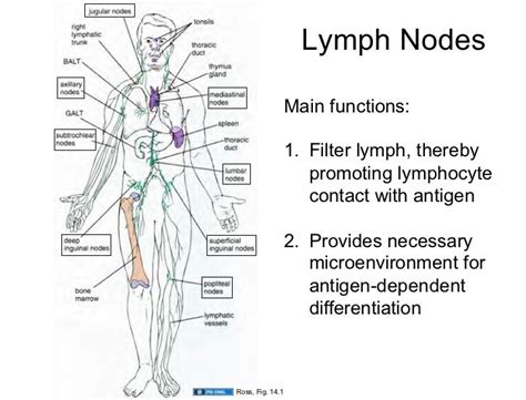 Image Result For Lymph Nodes Function Lymph Nodes Thoracic Duct