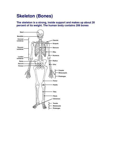 It provides a basic framework in form of skeleton on which everything is else is laid on and bone marrow contains reticuloendothelial cells which are phagocytic in nature and take part in the immune response of the body. Free Diagrams Human Body | Human Body Bones Diagram ...