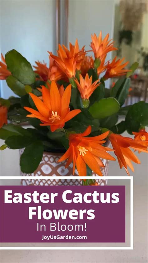 Easter Cactus Spring Cactus Care Guide 2024 Easter Cactus Cactus