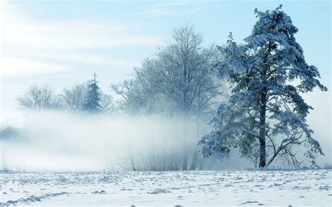 Winter Fog Wallpapers And Images Wallpapers Pictures Photos