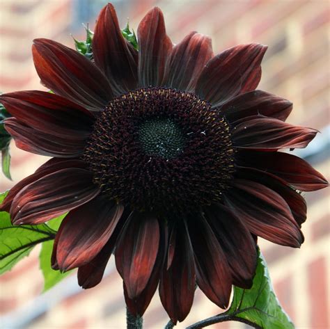 Rare Almost Black Sunflower Black Beauty Helianthus Annuus Seeds