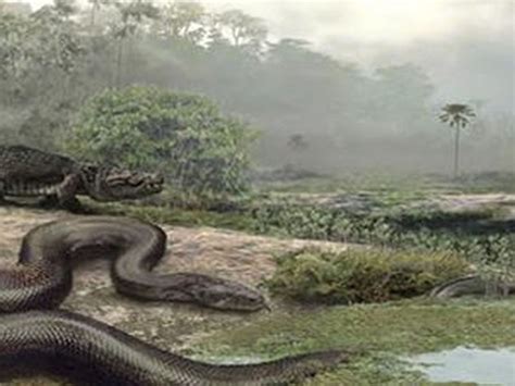 Picante El último Prueba Las Serpientes Mas Grandes Del Amazonas Desear