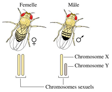 Système Xy De Détermination Sexuelle Wikiwand