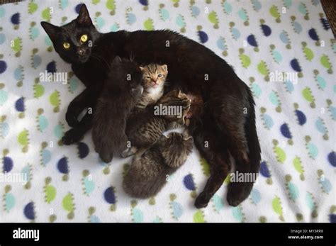 Black Mother Cat Nursing Kittens Stock Photo Alamy