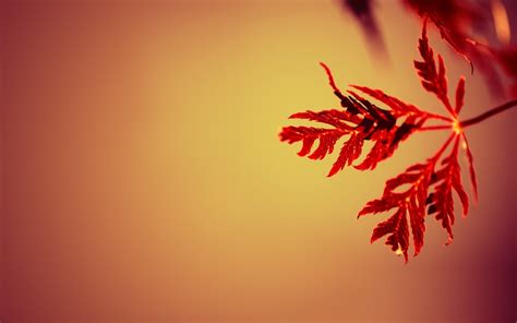 Wallpaper Sunlight Leaves Depth Of Field Simple Background Nature