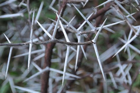 Thorns Acacia Tree Free Photo On Pixabay