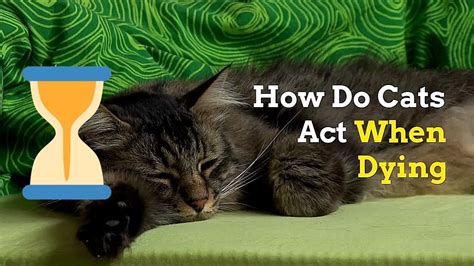 Behavioral signs that tell you your cat may be dying when your cat's health is declining, it is often accompanied by various behavioral and personality changes. How to Know if Your Cat Is Dying | Signs and Things to Do ...