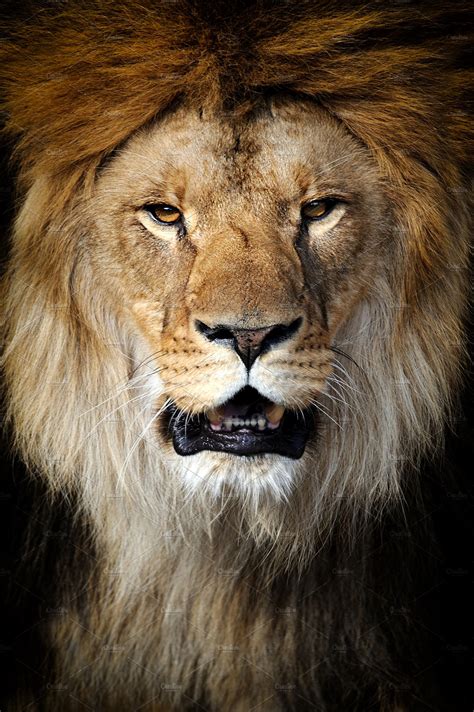 Lion Portrait ~ Animal Photos ~ Creative Market