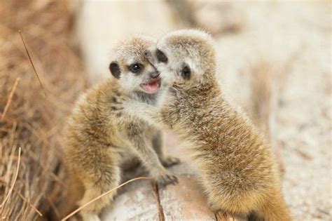 Pin By Feefee Larue On Meerkats Make Me Smile Animals Beautiful