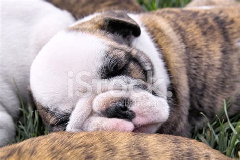 Sleeping English Bulldog Puppy Stock Photo Royalty Free Freeimages