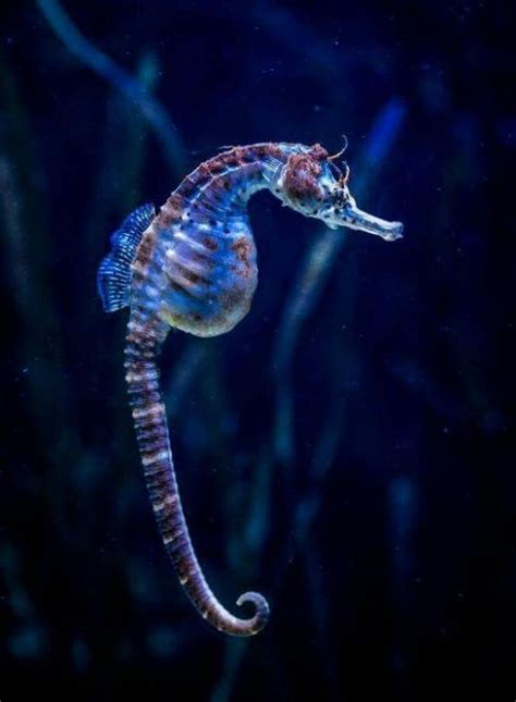 01seahorse Photography Deep Sea Creatures Seahorse Ocean Creatures