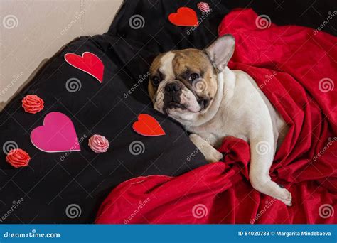Valentine`s Day French Bulldog Stock Image Image Of Bulldog Design