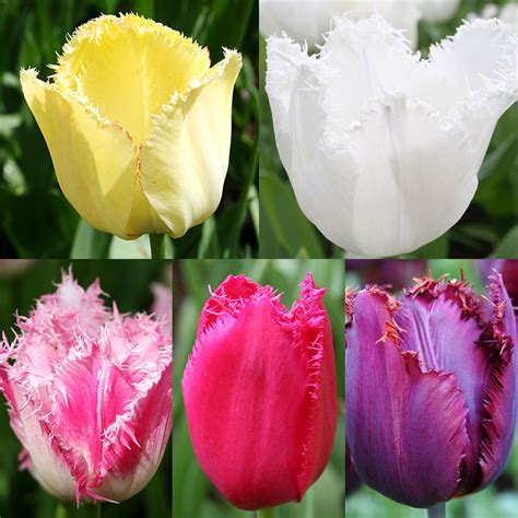 Gardening With Tulips The Beginners Guide How To Plant Tulips