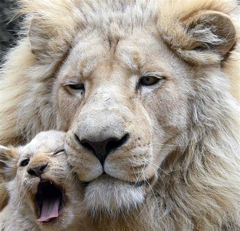 Lion Cub Yawns And More In This Weeks Best Animal