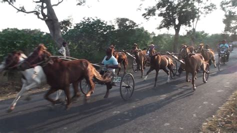 Horse Cart Race At Badigawada Gokaka Taluk Youtube