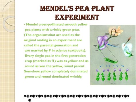 Ppt Mendels Pea Plant Experiment Powerpoint Presentation Free