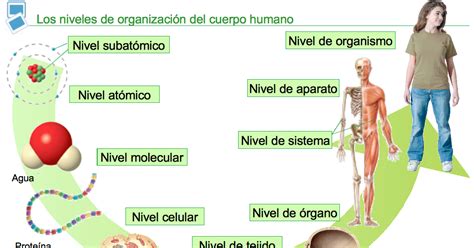 Cienciasnaturalesiatesa Niveles De OrganizaciÓn De Los Seres Vivos