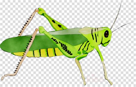 Download High Quality Fly Clipart Grasshopper Transparent Png Images