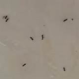 Small White Ants Photos