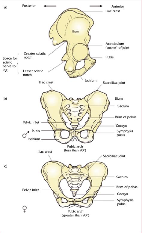 The Pelvic Girdle A Lateral View Of The Right Side To Show The