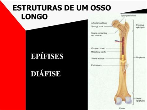 Epífises E Diáfises São Características Dos Ossos Askschool