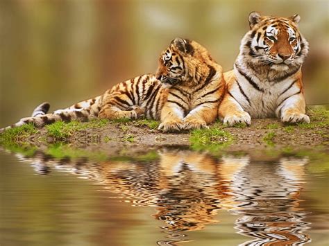 Free Download Tigers Reflection Water Wild Tigers Nature Bonito Reflection Cats Couple