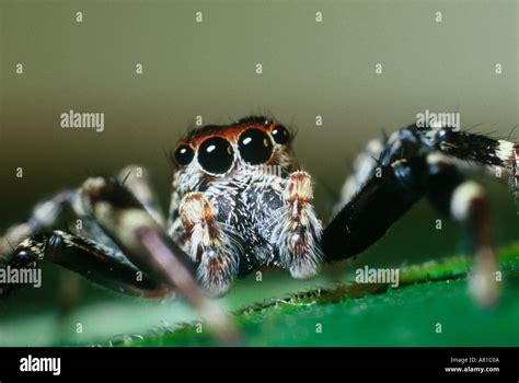 Jumping Spider With Silk Thread Between Its Pedipalps Australia Stock
